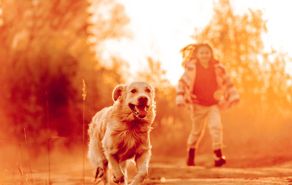 韓國知名舒敏寵物飼料品牌