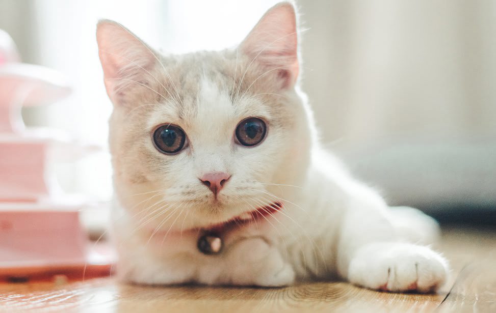 台北知名合法貓舍