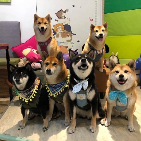 森林小徑文心店對寵物超友善