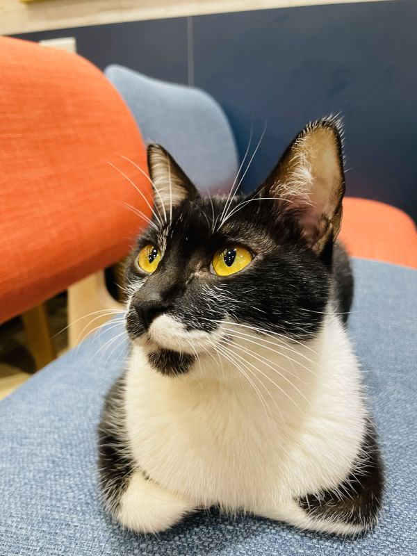 森林小徑文心店對寵物超友善